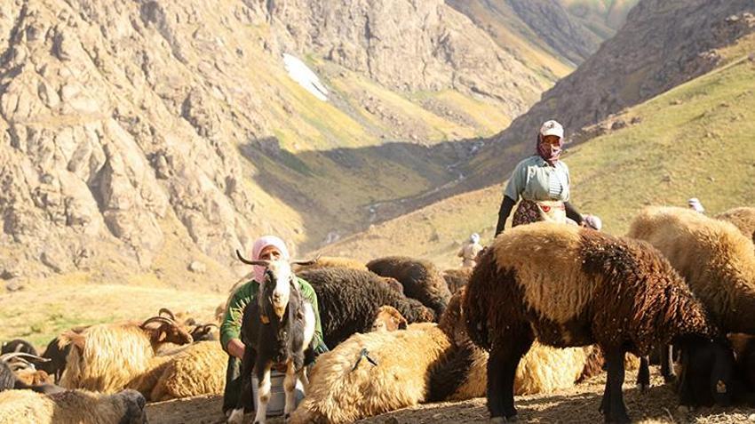 Hakkari yaylalarında kadınların emeği berekete dönüşüyor: Şemdinli'de geleneksel sağım mesaisi sürüyor!
