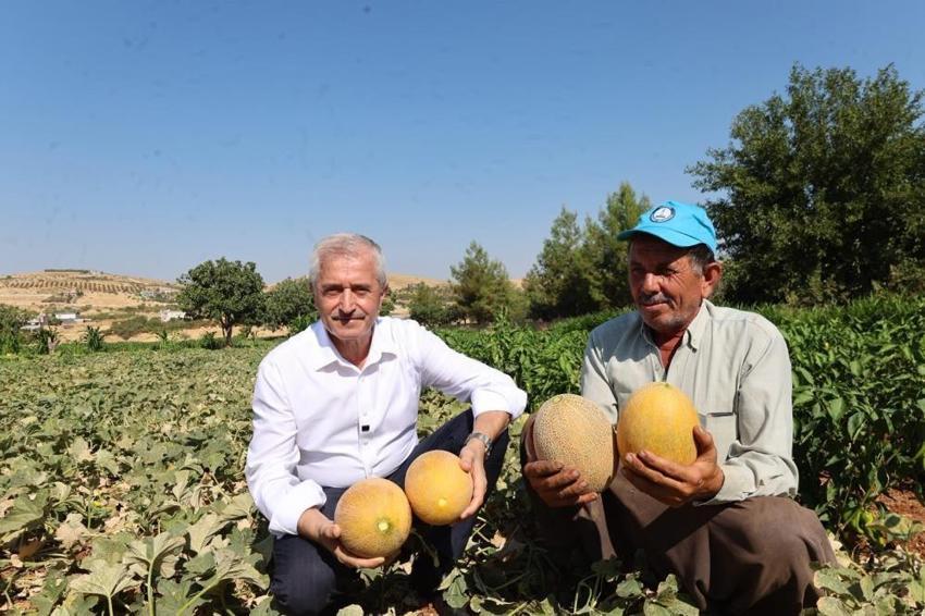 Şahinbey Belediyesi'nden çiftçilere 53 milyon fide desteği!
