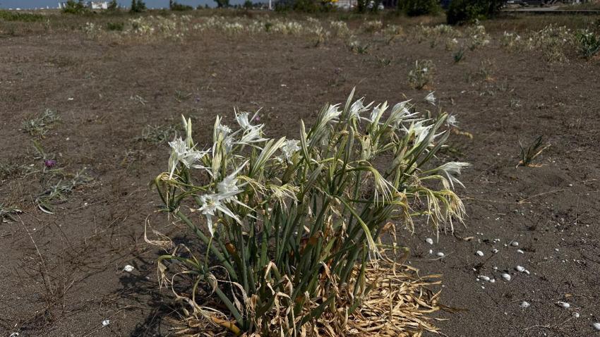 Cezası dudak uçuklatan kum zambakları Kocaali'de çöpler arasında soldu