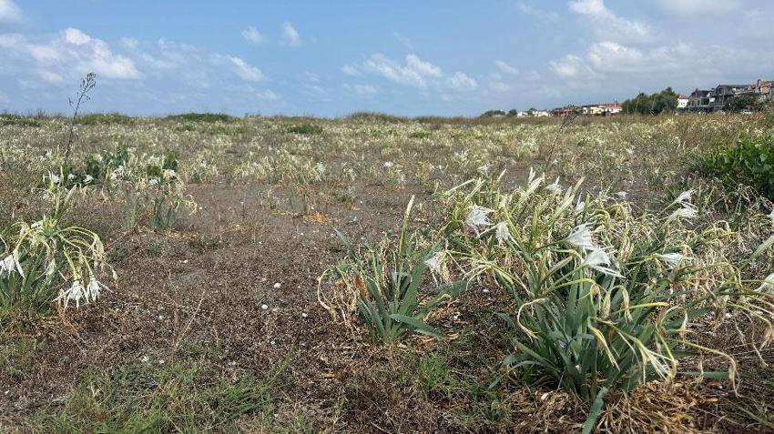 Cezası dudak uçuklatan kum zambakları Kocaali'de çöpler arasında soldu