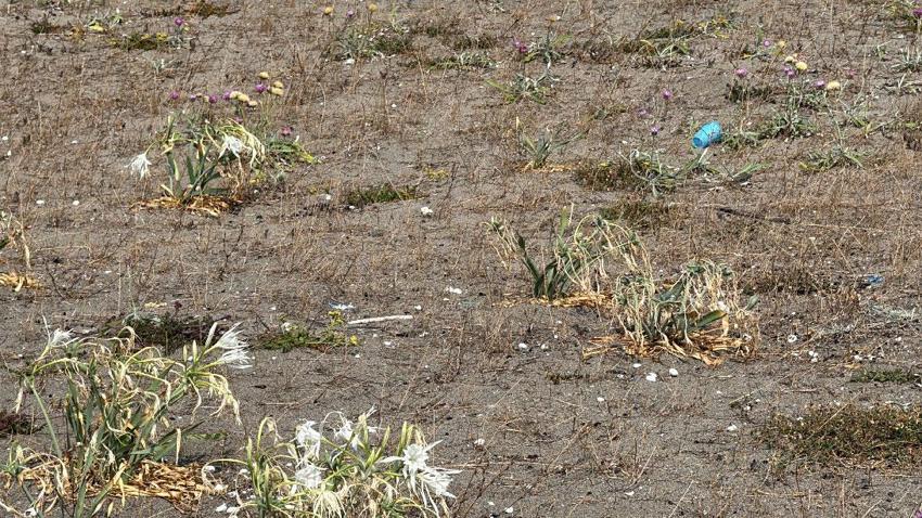 Cezası dudak uçuklatan kum zambakları Kocaali'de çöpler arasında soldu