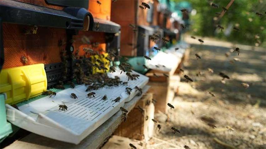Süzme altın için geri sayım: Erzincan yaylalarında hasat heyecanı