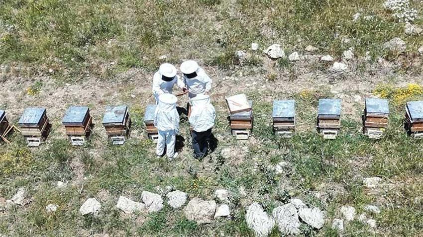 Süzme altın için geri sayım: Erzincan yaylalarında hasat heyecanı