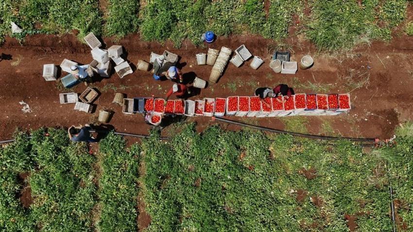 Diyarbakır'da kavurucu sıcakta zorlu hasat başladı! İtalya, ABD ve Hollanda'dan sipariş yağıyor