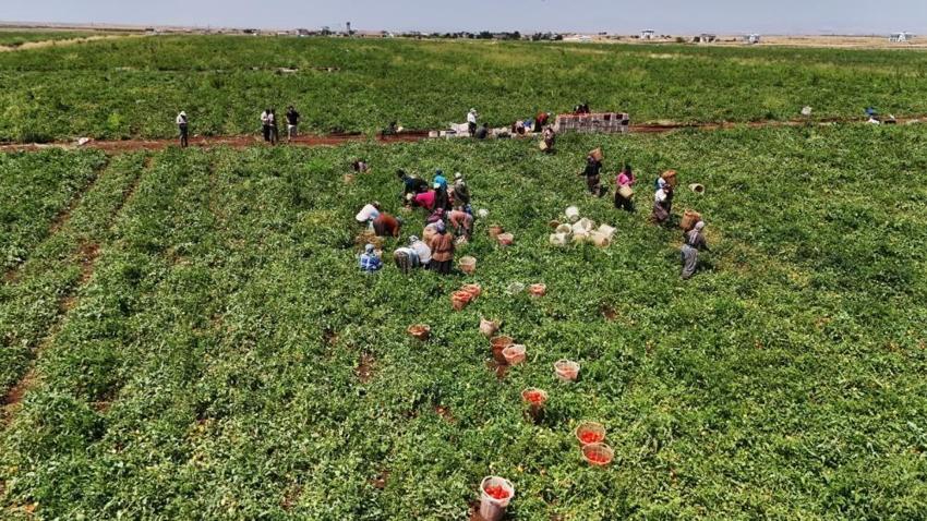 Diyarbakır'da kavurucu sıcakta zorlu hasat başladı! İtalya, ABD ve Hollanda'dan sipariş yağıyor