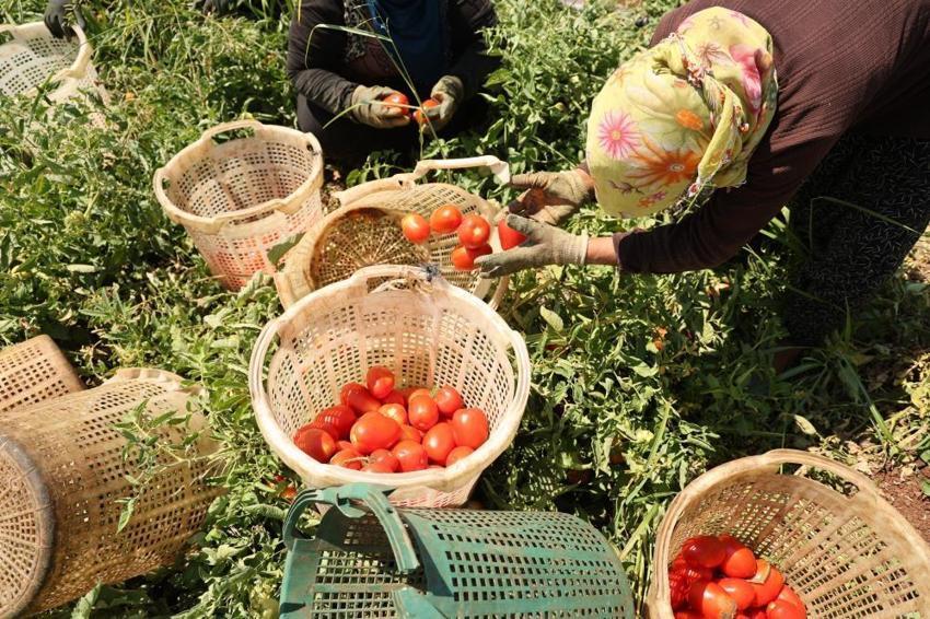 Diyarbakır'da kavurucu sıcakta zorlu hasat başladı! İtalya, ABD ve Hollanda'dan sipariş yağıyor