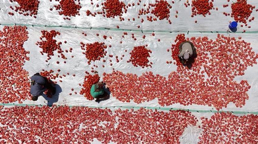 Diyarbakır'da kavurucu sıcakta zorlu hasat başladı! İtalya, ABD ve Hollanda'dan sipariş yağıyor