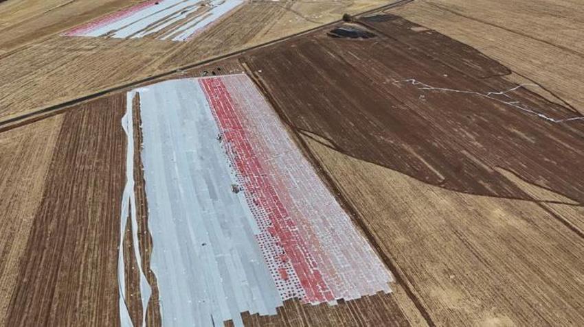 Diyarbakır'da kavurucu sıcakta zorlu hasat başladı! İtalya, ABD ve Hollanda'dan sipariş yağıyor