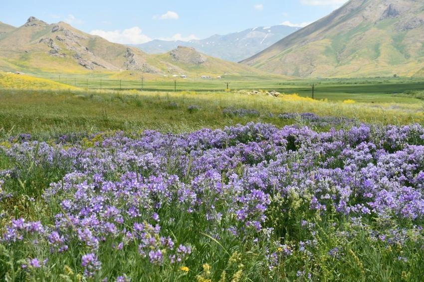 Şırnak yaylalarında ilk kez görüldü! Üreticinin yüzü gülüyor