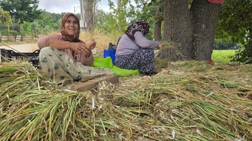 Ocak ayında ekildi, şimdi yeniden toprakla buluşuyor! Bandırma’da hasat öncesi kritik mesai