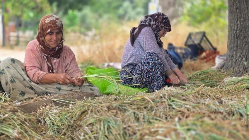 Ocak ayında ekildi, şimdi yeniden toprakla buluşuyor! Bandırma’da hasat öncesi kritik mesai