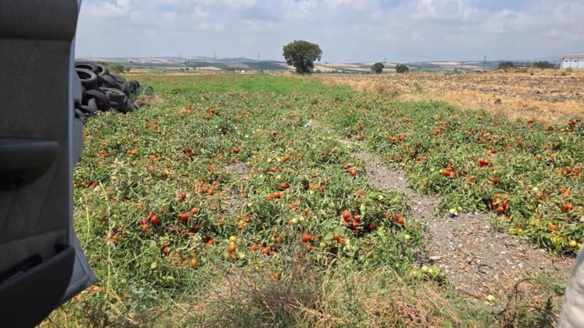 Ocak ayında ekildi, şimdi yeniden toprakla buluşuyor! Bandırma’da hasat öncesi kritik mesai