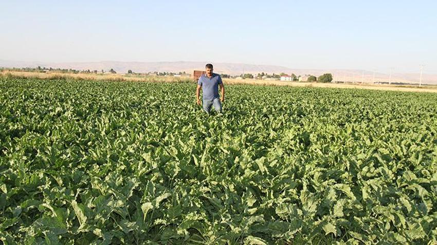 Muş Ovası'nda 2 milyarlık dev yatırım: 300 bin ton pancardan 42 bin ton şeker üretilecek!