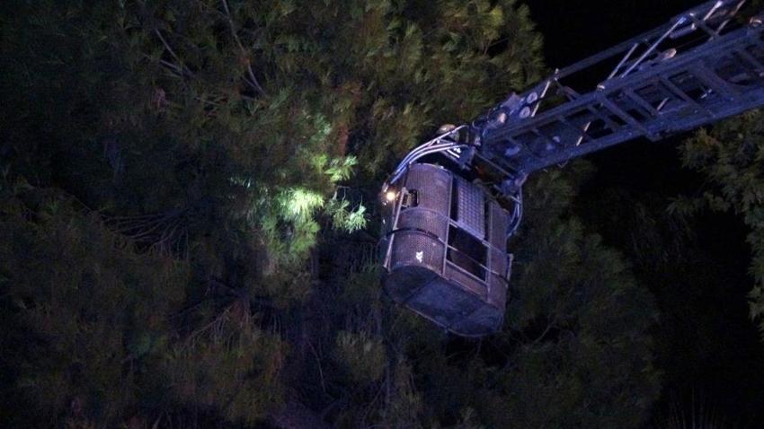 Antalya'da bunalıma girip ağaca çıktı: Sıcaktan da bunaldı ikna oldu