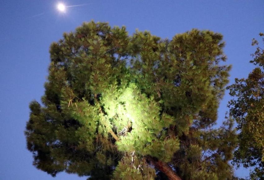 Antalya'da bunalıma girip ağaca çıktı: Sıcaktan da bunaldı ikna oldu
