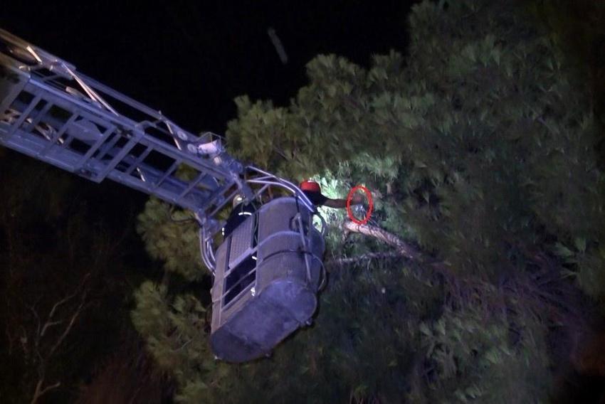 Antalya'da bunalıma girip ağaca çıktı: Sıcaktan da bunaldı ikna oldu