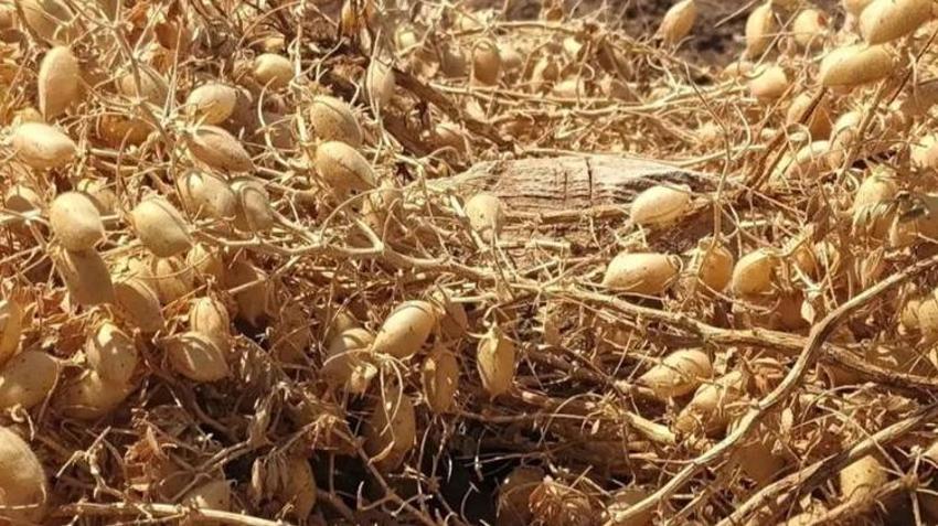 Üreticilere yüzde 75 hibe desteğiyle dağıtılmıştı! Elazığ'da hasat başladı