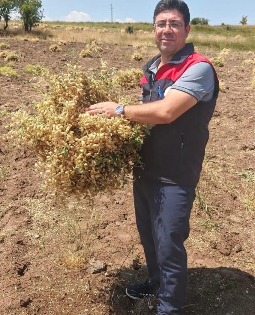 Üreticilere yüzde 75 hibe desteğiyle dağıtılmıştı! Elazığ'da hasat başladı