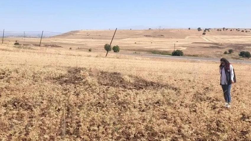 Üreticilere yüzde 75 hibe desteğiyle dağıtılmıştı! Elazığ'da hasat başladı