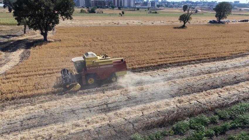 Tek bir ürüne bağımlılık bitiyor: İlk hasadı yapıldı kuraklığa dayanıklı, yağ açığını kapatacak!
