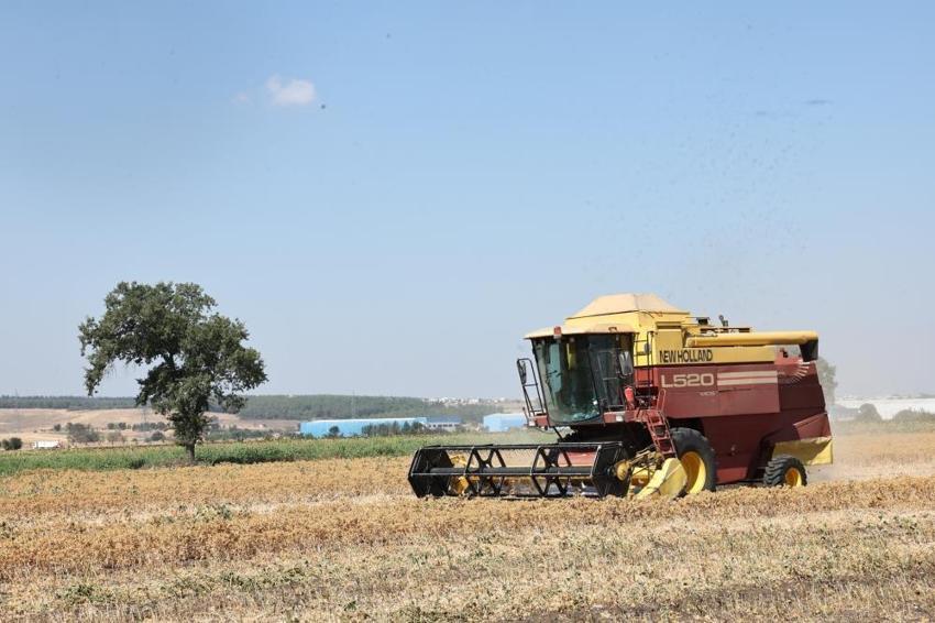 Tek bir ürüne bağımlılık bitiyor: İlk hasadı yapıldı kuraklığa dayanıklı, yağ açığını kapatacak!