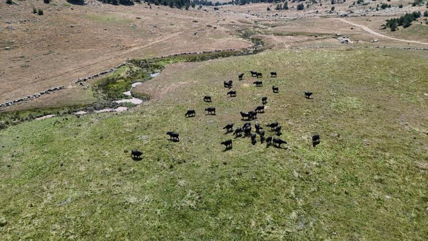 Ankara’nın 'siyah altını' Kızılcahamam yaylalarında mesaisi başladı! Sıcaktan bunalan mandalar çamurda serinliyor, Sütleri kaliteli yoğurda dönüşüyor