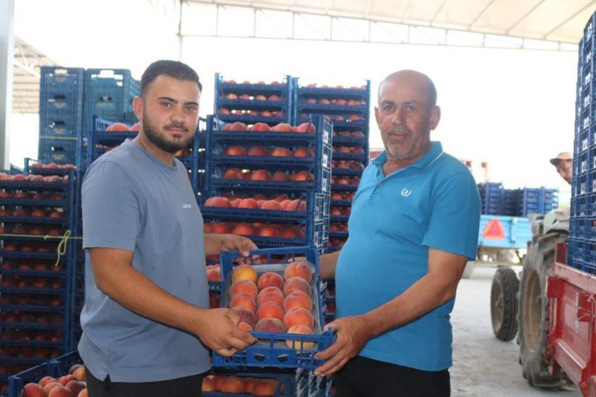 Denizli'de şeftali üreticisi kan ağlıyor: Rekolte yüksek ama çiftçi zorda! Rusya ihracatı durma noktasına geldi! 30 liradan 15 liraya düştü