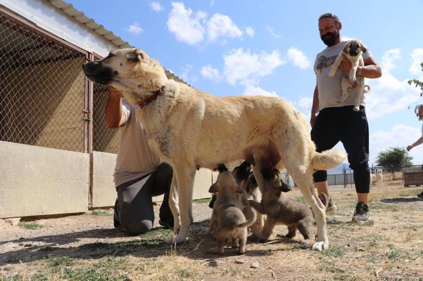 Sivas'ta bir ilk: Çiftleşemeyen yaşlı kangal tüp bebekle 11 yavru doğurdu!