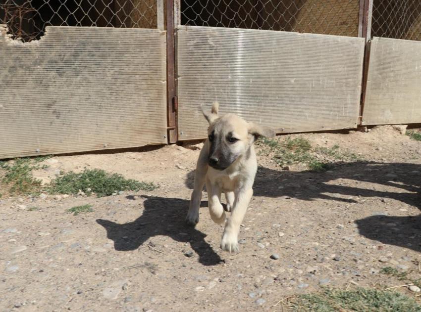 Sivas'ta bir ilk: Çiftleşemeyen yaşlı kangal tüp bebekle 11 yavru doğurdu!