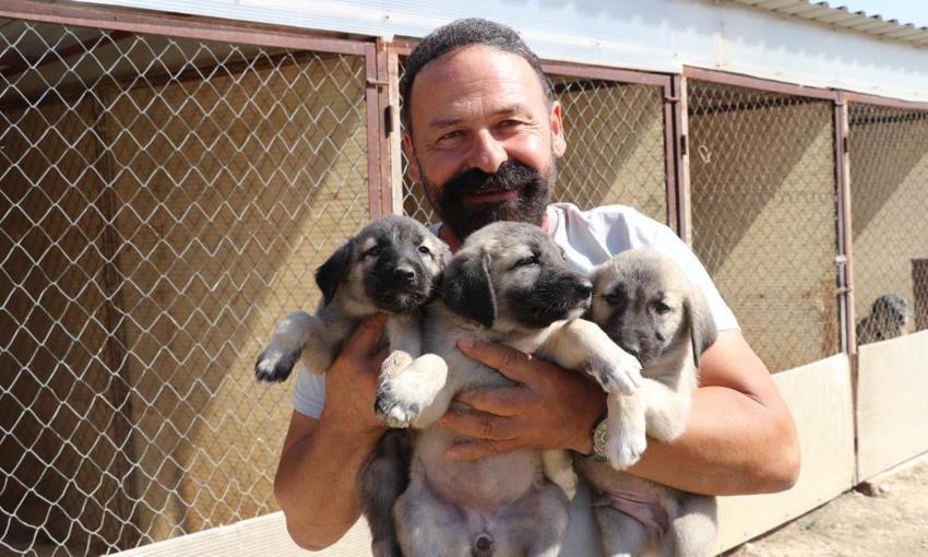 Sivas'ta bir ilk: Çiftleşemeyen yaşlı kangal tüp bebekle 11 yavru doğurdu!