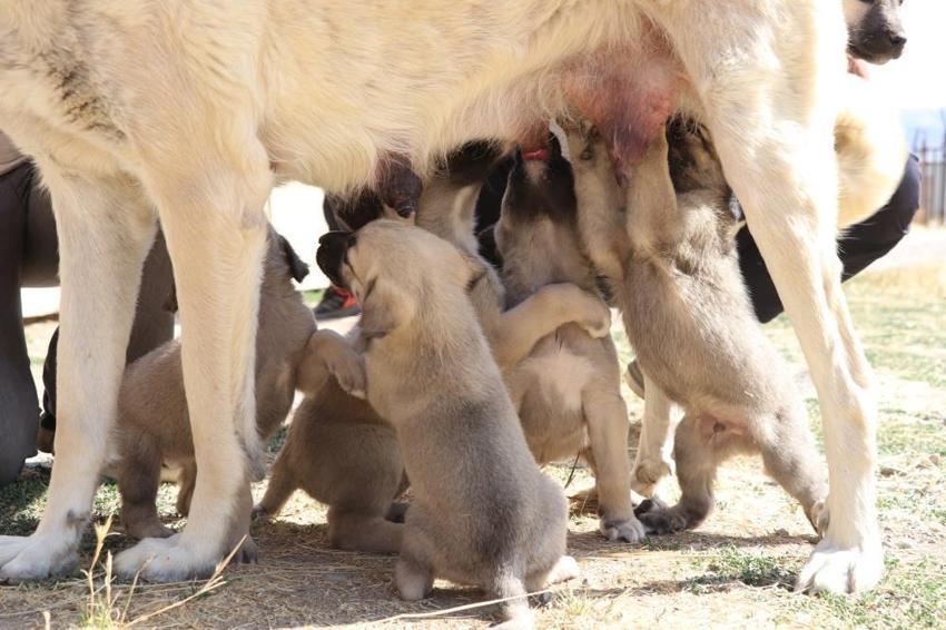 Sivas'ta bir ilk: Çiftleşemeyen yaşlı kangal tüp bebekle 11 yavru doğurdu!