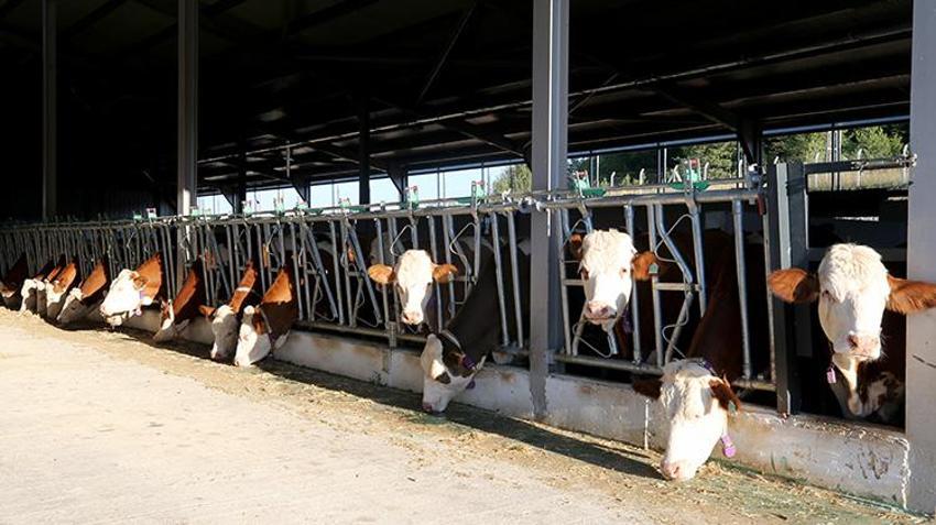 İstanbul’u terk edip memleketine döndü: Aldığı devlet desteği ile Karabük'te AB standartlarında dev çiftlik sahibi oldu! Yıllık 430 ton süt üretecek!
