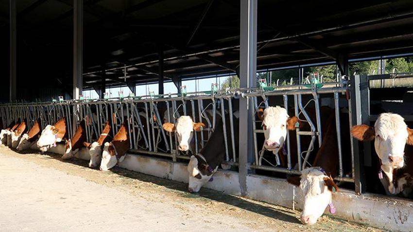 İstanbul’u terk edip memleketine döndü: Aldığı devlet desteği ile Karabük'te AB standartlarında dev çiftlik sahibi oldu! Yıllık 430 ton süt üretecek!