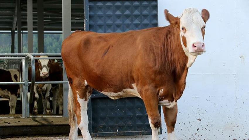 İstanbul’u terk edip memleketine döndü: Aldığı devlet desteği ile Karabük'te AB standartlarında dev çiftlik sahibi oldu! Yıllık 430 ton süt üretecek!