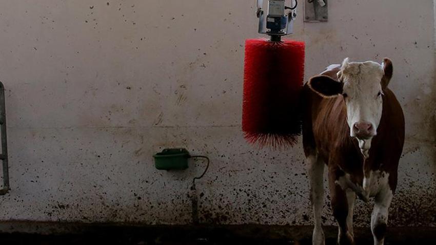 İstanbul’u terk edip memleketine döndü: Aldığı devlet desteği ile Karabük'te AB standartlarında dev çiftlik sahibi oldu! Yıllık 430 ton süt üretecek!