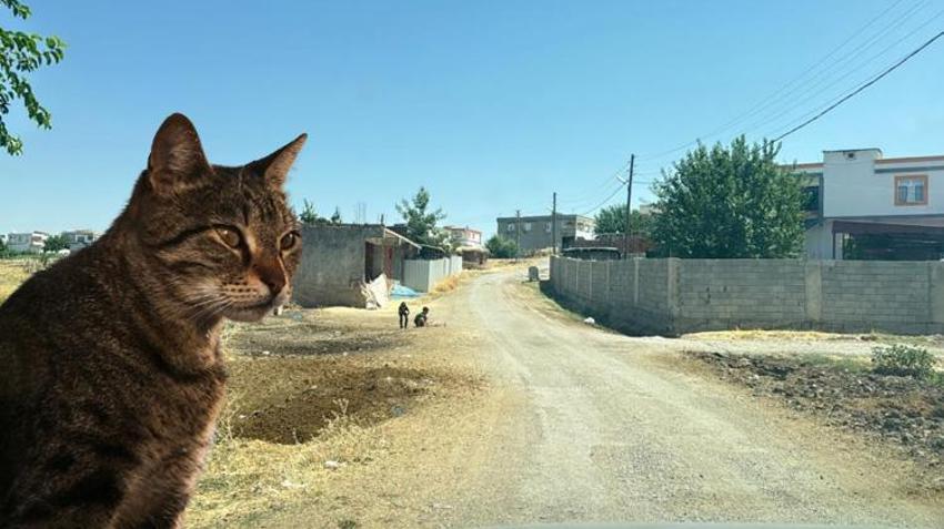 Diyarbakır'da kuduz vakası! Köyde kedinin ısırdığı 4 yaşındaki çocuk entübe edildi