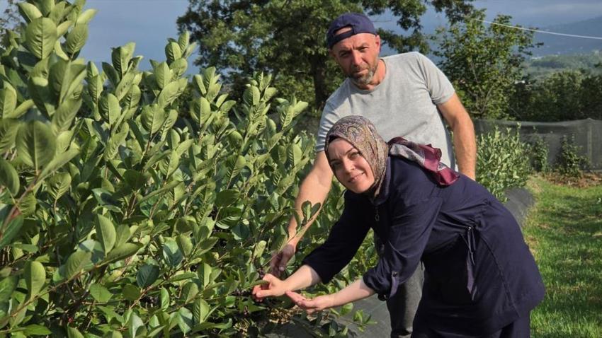 Sakarya'da tarlası olan paraya para demeyecek! Hasadı başladı, kilogramı 400 TL'den satılıyor!