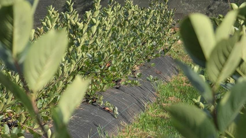Sakarya'da tarlası olan paraya para demeyecek! Hasadı başladı, kilogramı 400 TL'den satılıyor!