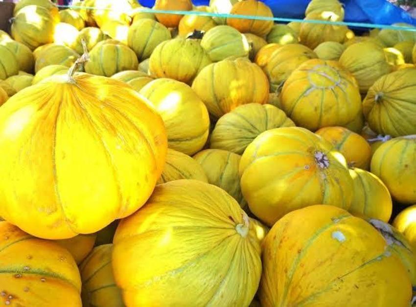 Tavşanlı’nın aroması ve lezzetiyle meşhur Kışlademirli kavunu pazara indi
