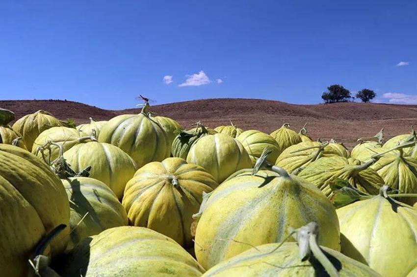 Tavşanlı’nın aroması ve lezzetiyle meşhur Kışlademirli kavunu pazara indi