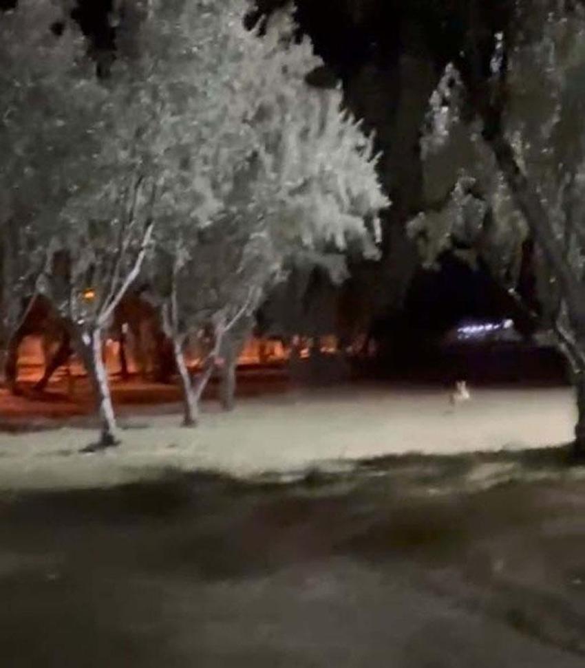 Tilki çocuğun topunu alıp kaçtı; o anlar kameraya böyle yansıdı