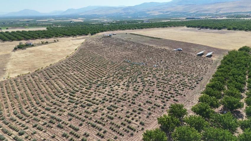 Malatya'da karı koca ilçe değiştirip kurdu, hasat kabusa döndü: Yüzde 99'u sahte, satamıyoruz