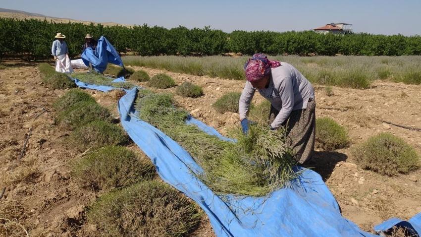 Malatya'da karı koca ilçe değiştirip kurdu, hasat kabusa döndü: Yüzde 99'u sahte, satamıyoruz