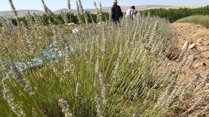Malatya'da karı koca ilçe değiştirip kurdu, hasat kabusa döndü: Yüzde 99'u sahte, satamıyoruz