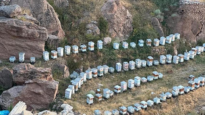 İshak Paşa Sarayı’nın Eteklerinde altın hasadı yapılıyor: Turistler fotoğraf çektirmek için yarışıyor!