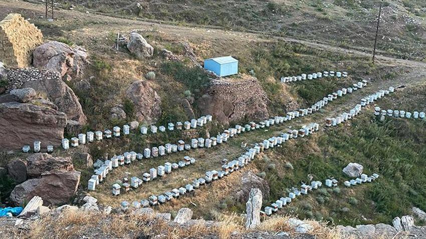 İshak Paşa Sarayı’nın Eteklerinde altın hasadı yapılıyor: Turistler fotoğraf çektirmek için yarışıyor!