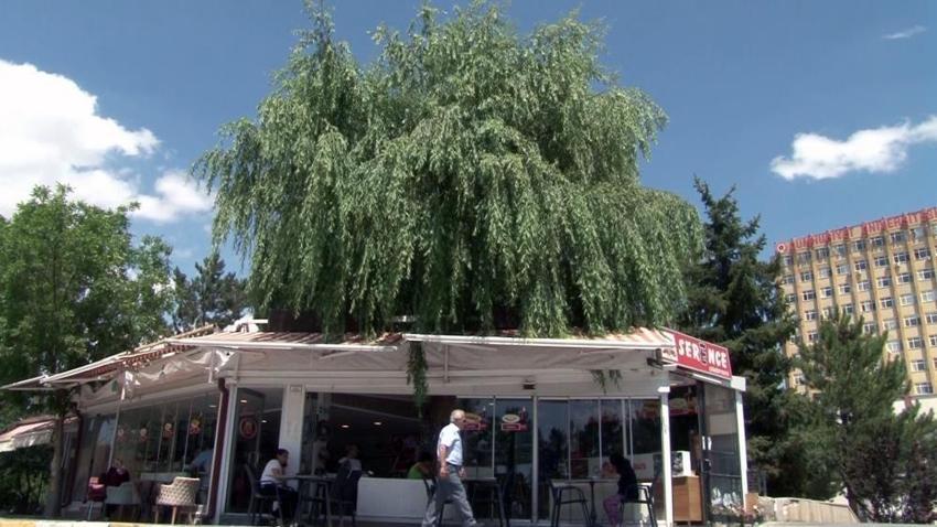 Sivas'ta kesmeye kıyamadı, dükkanın sembolü oldu!