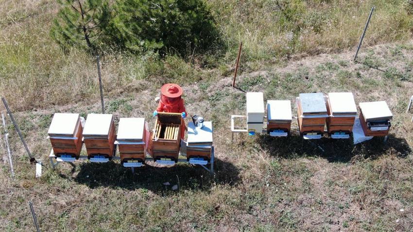 Merakı kadın girişimcinin mesleği oldu! Devlet desteğiyle ürettiği bal ve arı sütü için her hafta 900 kilometre yol kat ediyor