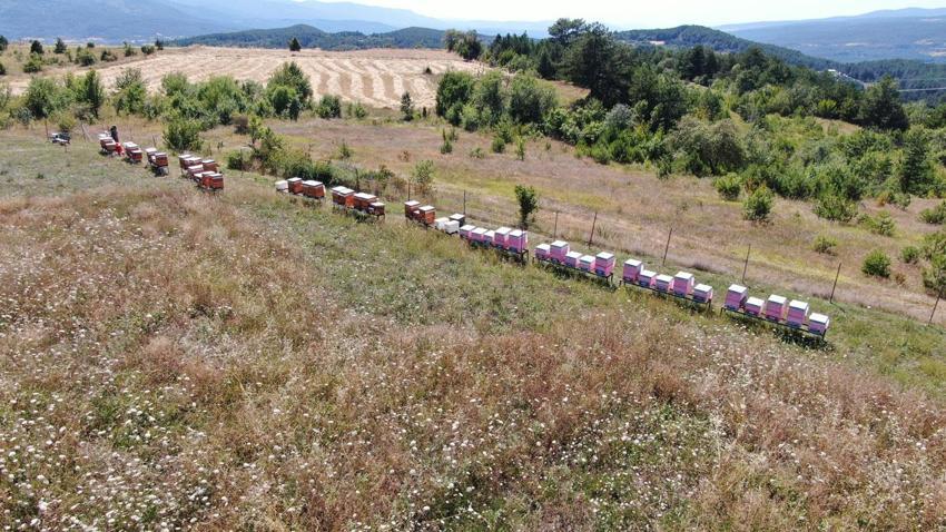 Merakı kadın girişimcinin mesleği oldu! Devlet desteğiyle ürettiği bal ve arı sütü için her hafta 900 kilometre yol kat ediyor
