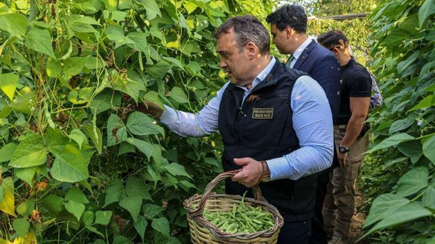 Bilecik'in tescilli Pazaryeri Boncuk Fasulyesi'nde hasat sezonu başladı